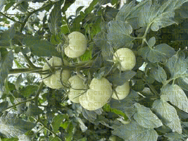 Thrips sur culture de tomates sous abri
